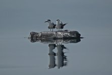 02 Bridled Tern (09.04.17).JPG