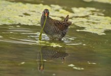 04 Spotted Crake (10.04.17).JPG