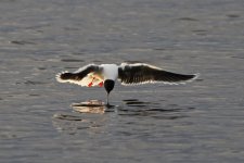 05 Little Gull (21.05.12).jpg