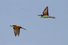 06 Bee-eater (07.06.12).jpg