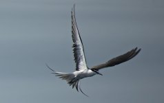 07 Bridled Tern (09.04.17).JPG