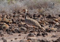 houbara3.JPG