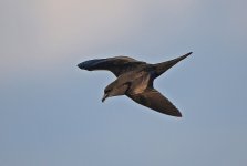 11 Bulwer's Petrel (03.07.18).JPG