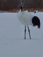 Red-crowned Crane 3 resized.jpg