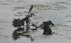 12 Grey Herons fighting (08.10.17).jpg