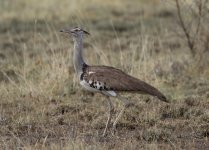 kori bustard2.JPG