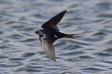 13 Barn Swallow (11.05.13).jpg