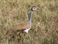 white bellied bustard2.JPG