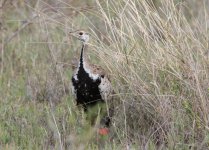 bf bustard.jpg