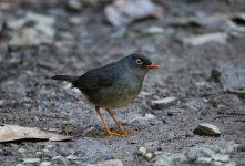 Slaty-backed Nightingale Thrush.jpg