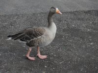 Greylag with white blaze, Scarborough Mere, 17 Feb 20 orr BF.jpg