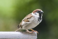 IMGP8756 Hybrid Sparrow 1.jpg