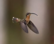 Rufous-breasted Hermit.jpg