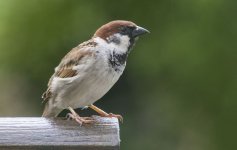 IMGP8753 Hybrid sparrow.jpg