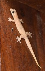 Common-house-gecko.jpg