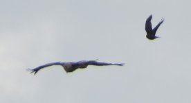 red kite and friend ex IMG_1529.JPG