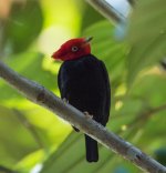 Scarlet-horned Manakin.jpg