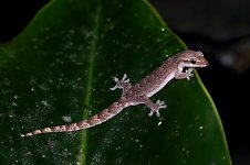 Gecko2-Tortuguero.jpg
