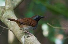 White-bellied Antbird.jpg