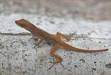 Lizard4-Cerro-Lodge.jpg