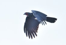 Red-throated Caracara.jpg