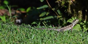 Lizard5-Costa-Rica.jpg