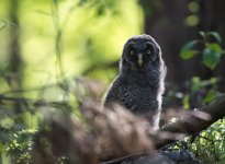 Great Grey Owl (2).jpg