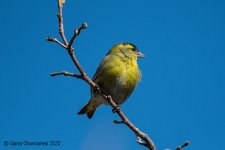 siskin.jpg