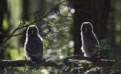 Great Grey Owl.jpg