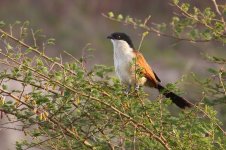 20200112 (2)_Senegal_Coucal.JPG