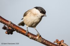 marsh-tit.jpg