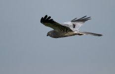 Montagues Harrier.jpg