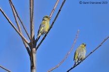 greenfinches.jpg