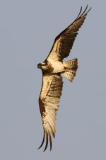 20200112 (5)_Western_Osprey.JPG