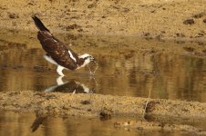 20200112 (12)_Western_Osprey.JPG