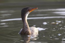 20200114 (38)_Reed_Cormorant.JPG