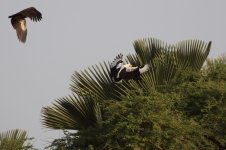 20200112 (14)_Palmnut_Vulture.JPG