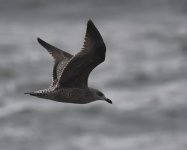 Herring Gull_Girdle Ness_140320a.jpg