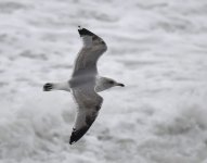 Herring Gull_Girdle Ness_140320b.jpg