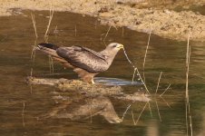 20200112 (23)_Yellow-billed_Kite.JPG