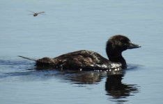 BF Musk Duck with Dragonfly thread.jpg