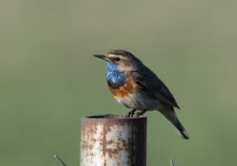 Bluethroat.jpg