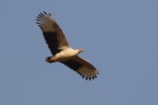 20200112 (31)_Palmnut_Vulture.JPG