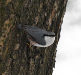 Nuthatch.jpg