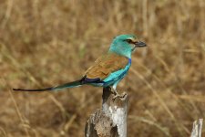 20200112 (37)_Abyssinian_Roller.JPG