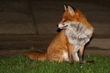 20200120 (2)_Red_Fox.JPG