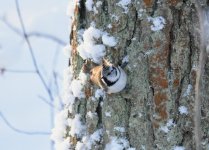 Crested Tit.jpg