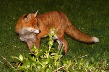 20200327 (20)_Red_Fox.JPG