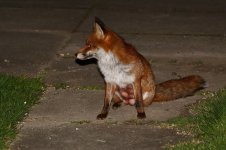 20200327 (21)_Red_Fox.JPG