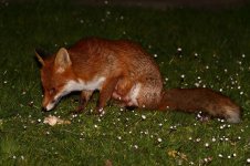 20200327 (22)_Red_Fox.JPG